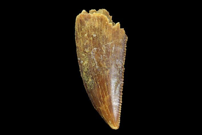 Serrated, Raptor Tooth - Real Dinosaur Tooth #94118